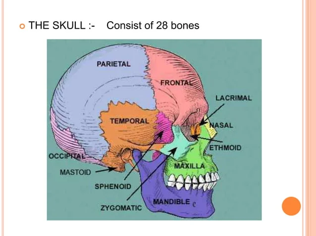 [IMAGE PLACEHOLDER: Lateral view of the skull showcasing the Cranial vs. Facial divisions, highlighting major sutures and bone regions]